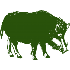 Sanglier