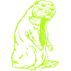 Marmotte