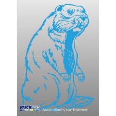 Marmotte