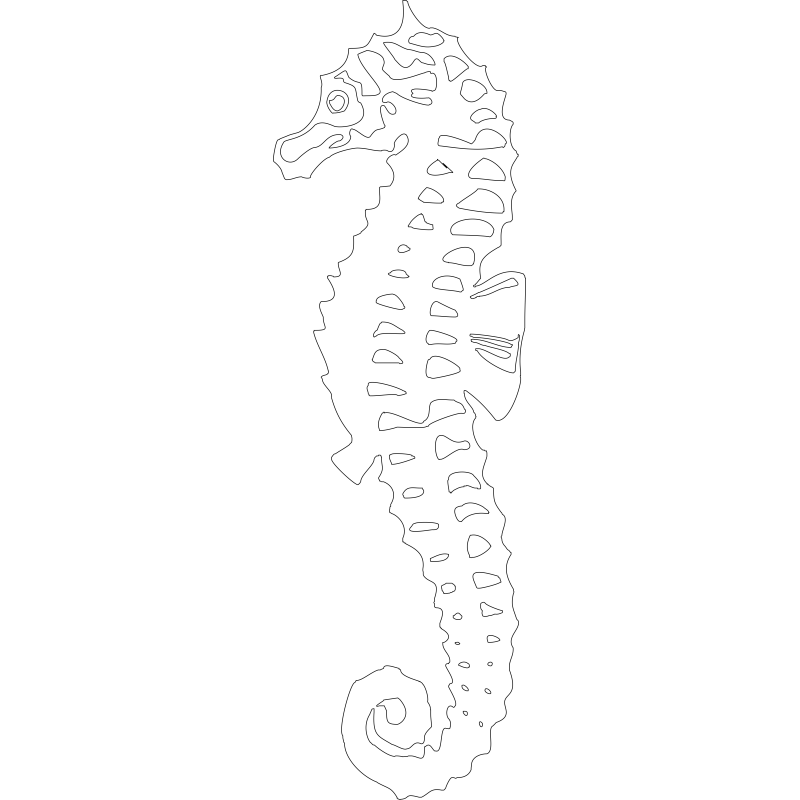 Hippocampe Hippocampe
