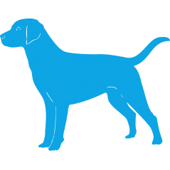labrador