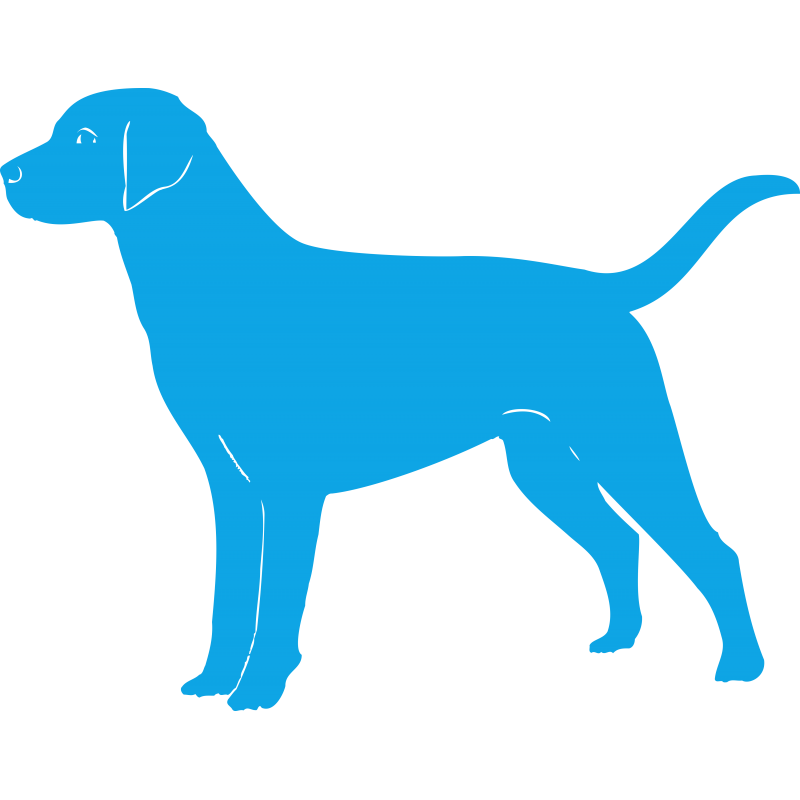 labrador