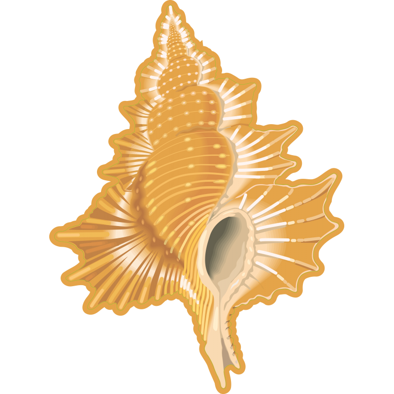 Coquillage