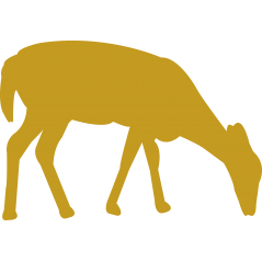 Biche