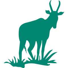Zebu