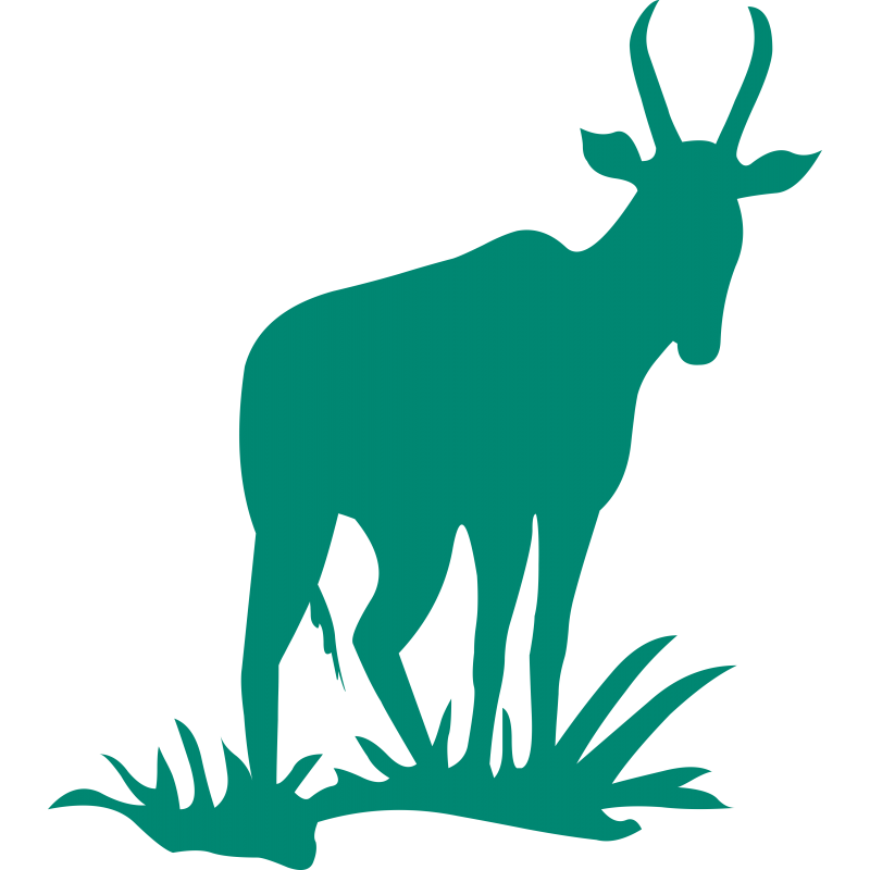 Zebu