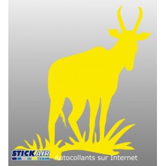 Zebu