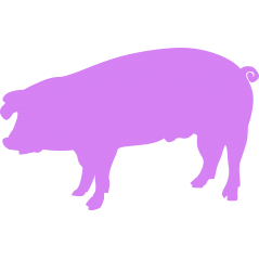 Cochon