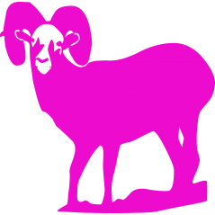 Mouflon