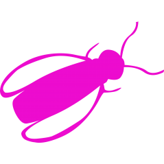 Insecte volant