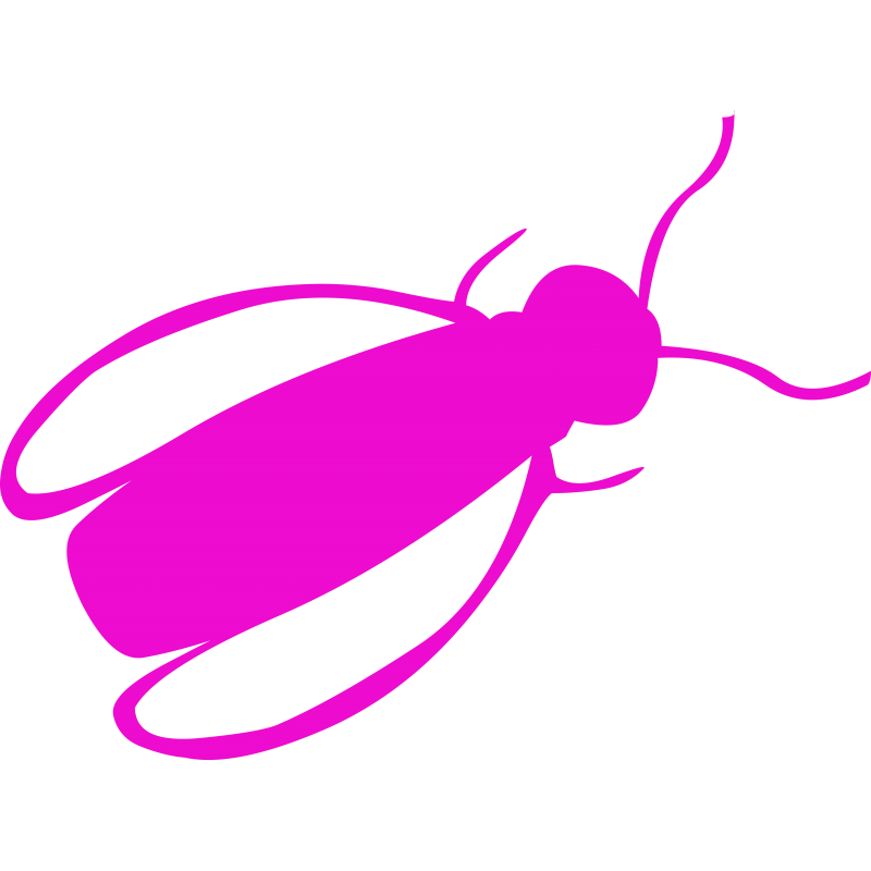 Insecte volant