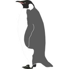 Pingouin