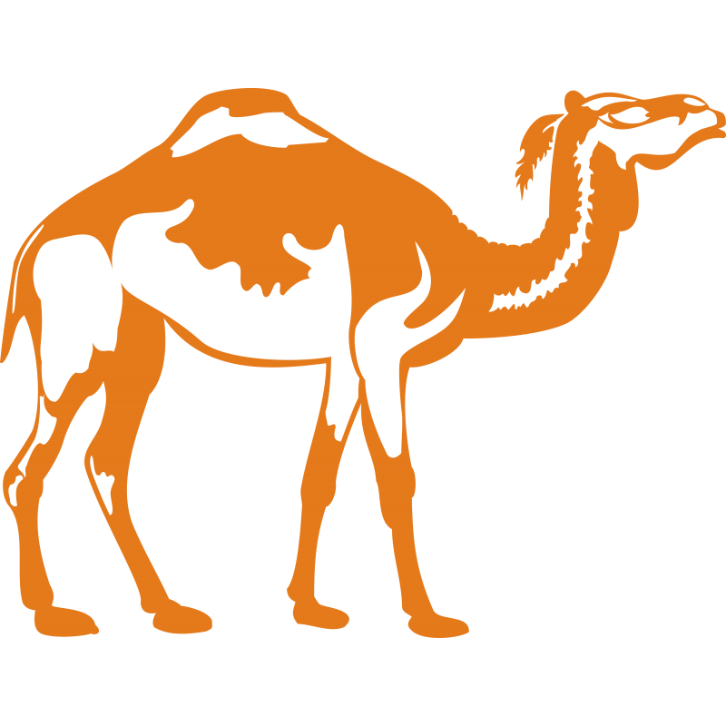 Dromadaire Dromadaire