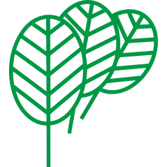 Feuilles