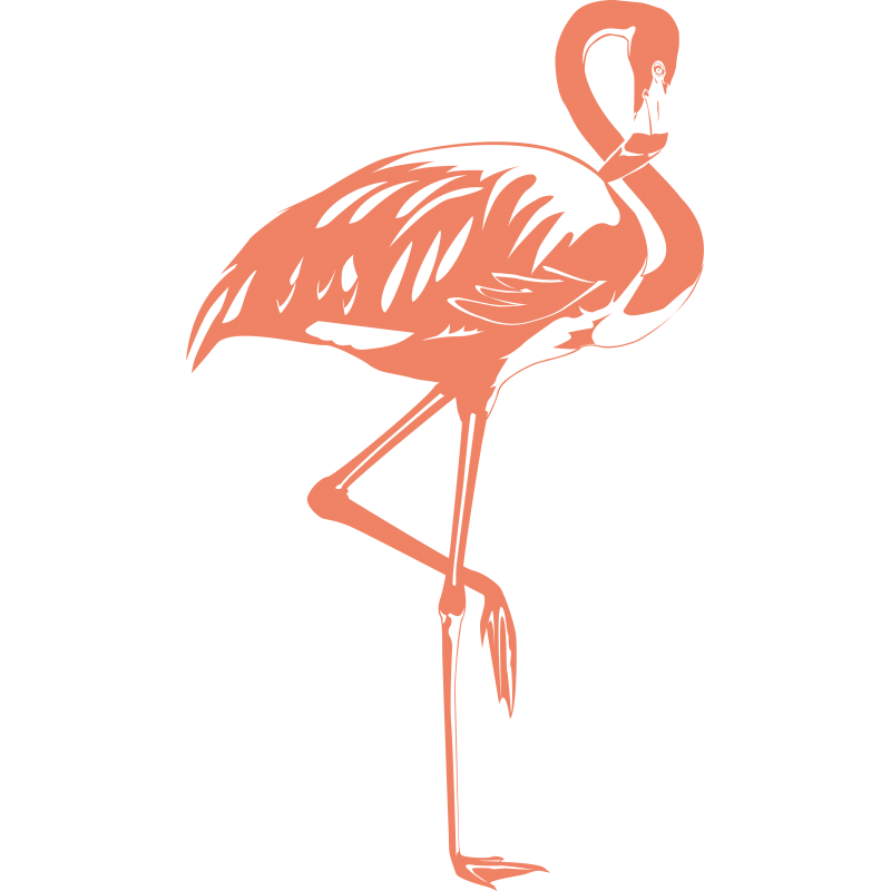 Flamant rose