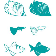 042 - Poissons