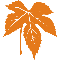 065 - Feuille de platane