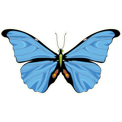 Papillon bleu