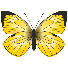 Papillon jaune