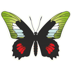 Papillon