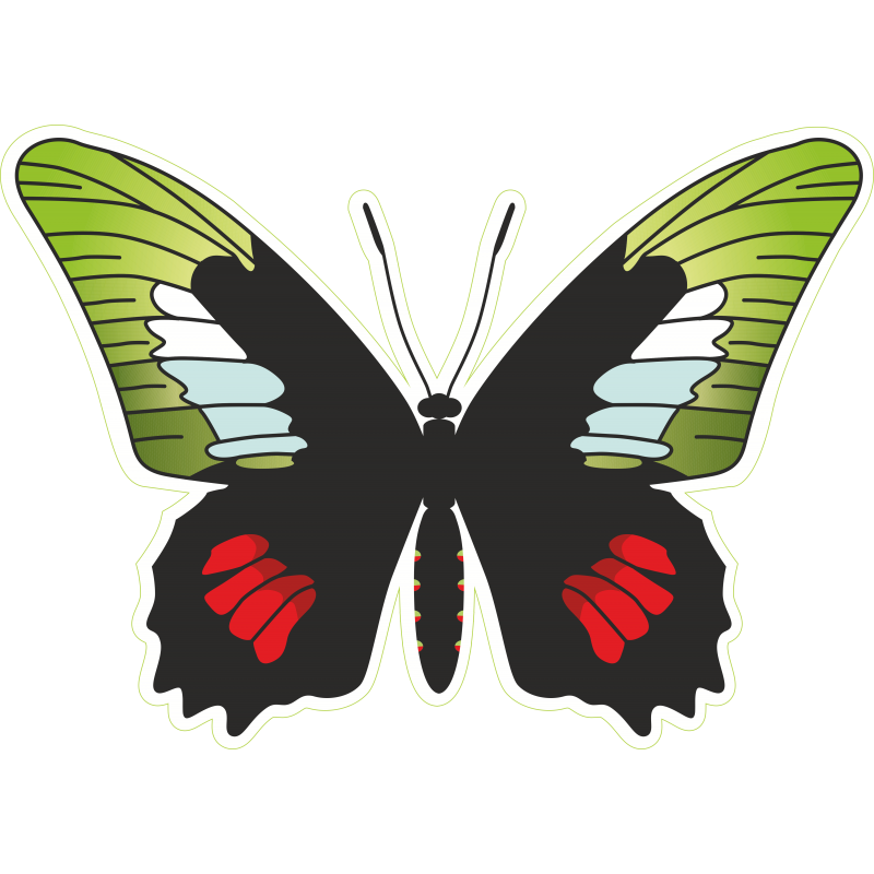 Papillon