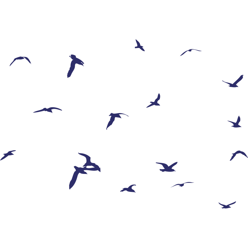 Oiseaux plein air