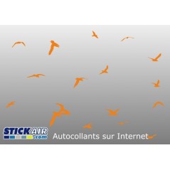 Oiseaux plein air