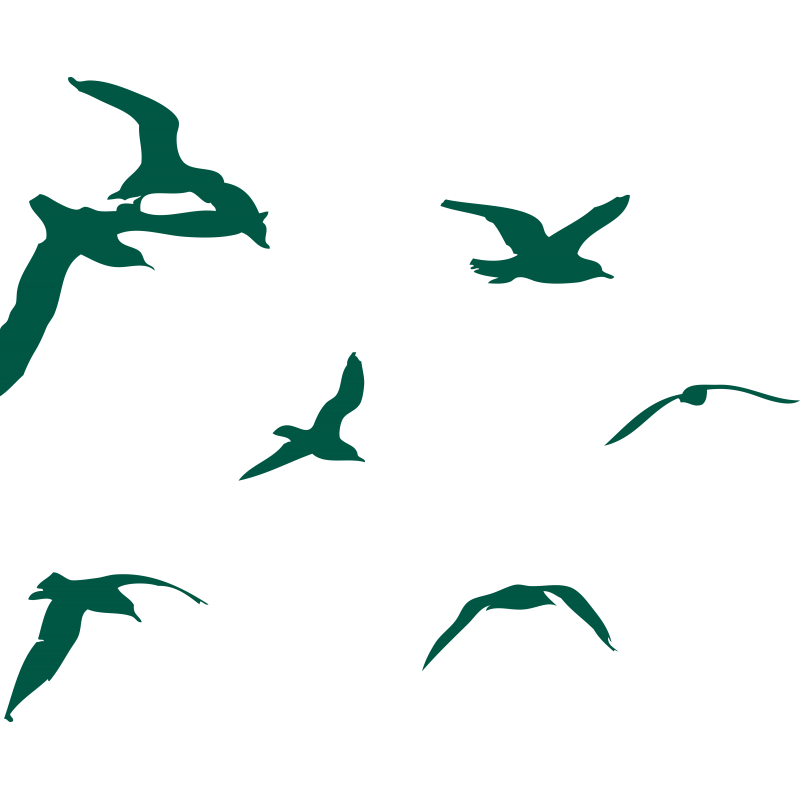 Oiseaux