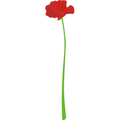 Coquelicot