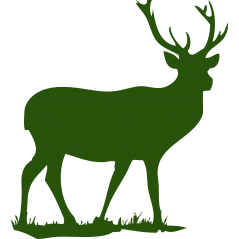 Cerf
