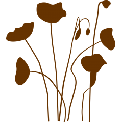Coquelicots