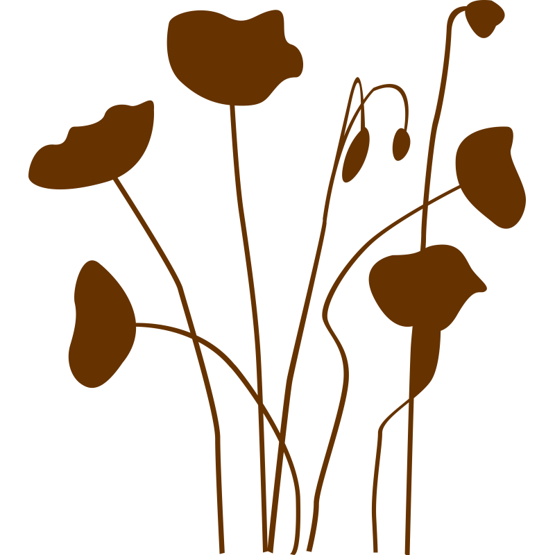 Coquelicots
