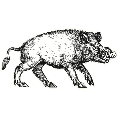 Sanglier