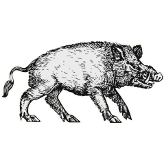 Sanglier