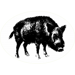 Sanglier
