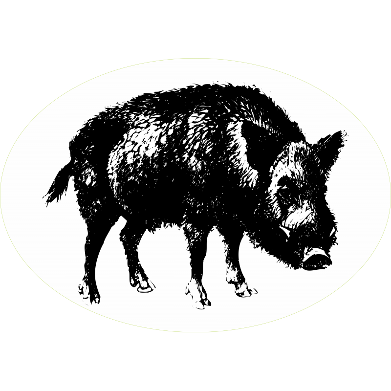 Sanglier