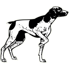 Braque noir et blanc