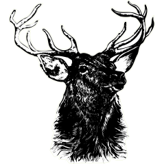 Cerf noir