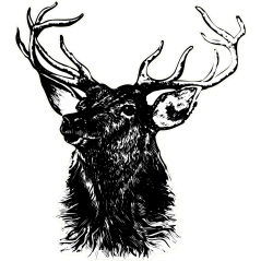 Cerf noir à gauche