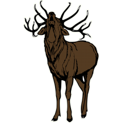 Brame du cerf à gauche