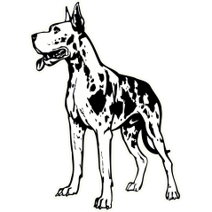 Dogue Allemand à gauche