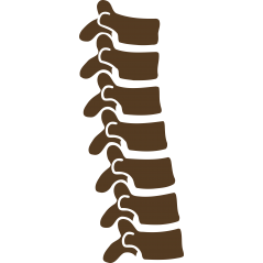 Colonne Vertebrale