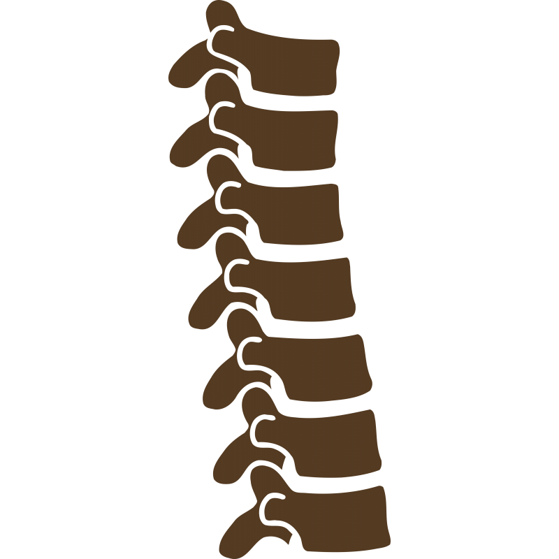Colonne Vertebrale