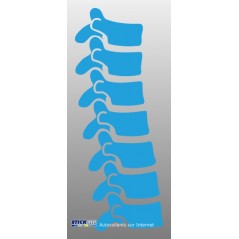Colonne Vertebrale