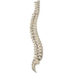 Colonne Vertebrale