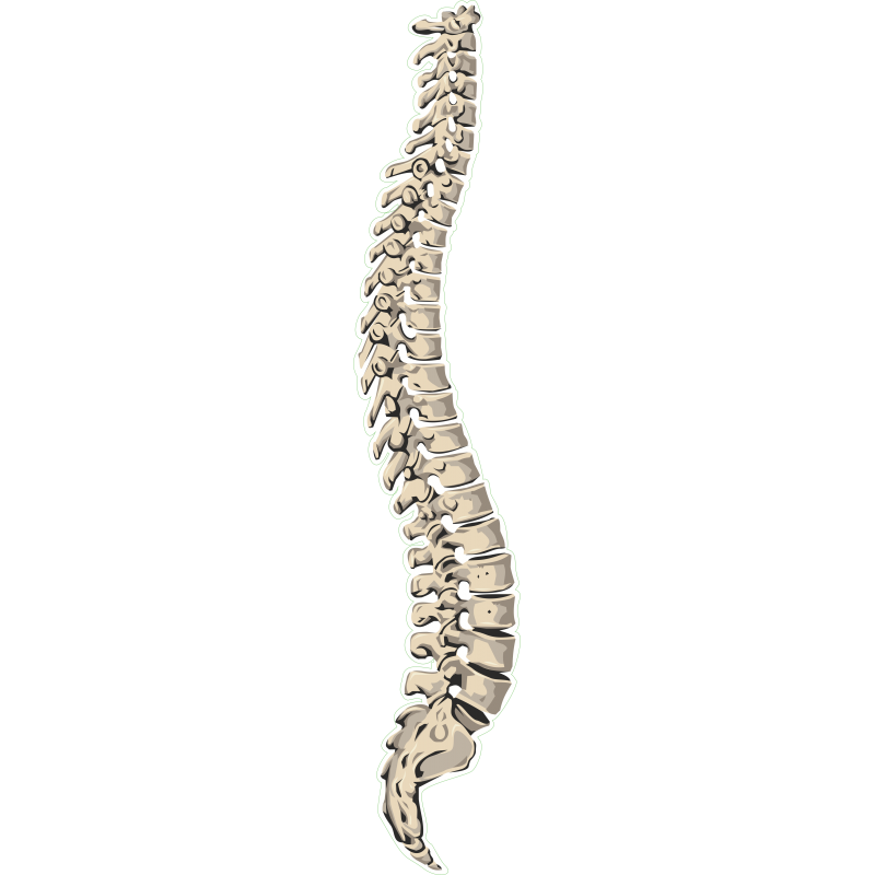 Colonne Vertebrale