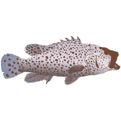 Poisson peche