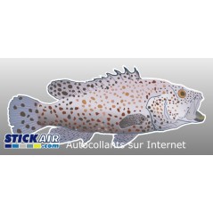 Poisson peche