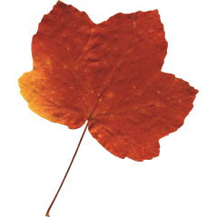 Feuille Erable