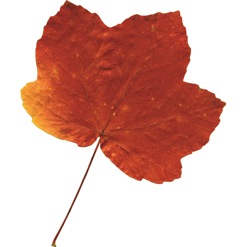 Feuille Erable